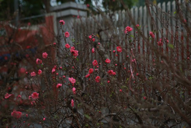 Theo chủ vườn này, năm ngoái, khi đưa ra thị trường 100 gốc đào thì ngày 26 Tết đã hết sạch. Rút kinh nghiệm từ những năm trước, năm nay, nhà vườn này quyết định tăng lên 200 gốc để đáp ứng đủ nhu cầu người chơi. 