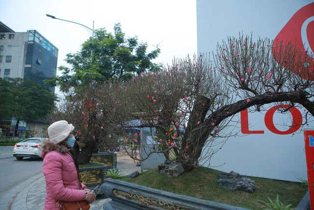 Chị Nguyễn Thị Giang (ở Lạc Long Quân, Hà Nội) cho hay: “Dù chưa chạm Tết Quý Mão nhưng đến thời điểm này, gia đình tôi đã bán và cho thuê được khoảng 60 - 70 cây với giá dao động từ 5 - 30 triệu đồng". 