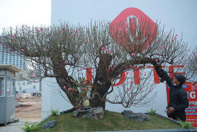 Anh Công - chủ một nhà vườn ở phường Phú Thượng cho biết, năm nay, gia đình ông đã đưa ra khoảng 20-30 cây để trưng bày, giới thiệu tới người chơi. Hiện các loại đào có thế được bán với giá thấp nhất là 10 triệu đồng, mức giá trung bình dao động từ 30 - 50 triệu đồng/cây và giá cao nhất là 100 - 120 triệu đồng/cây. 