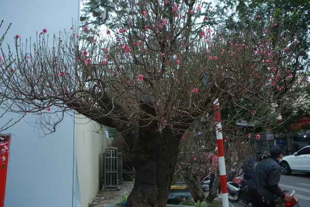 Một gốc đào rừng được chủ nhà vườn mệnh danh là "bàn tay phật" với nhiều cành tỏa ra giống như một bàn tay. 