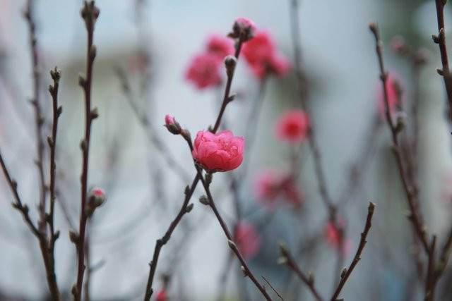 Bên cạnh các cây đào cổ, đào rừng đang được để giá cao ngất ngưởng thì đào Nhật Tân cũng được đưa ra đón khách. 