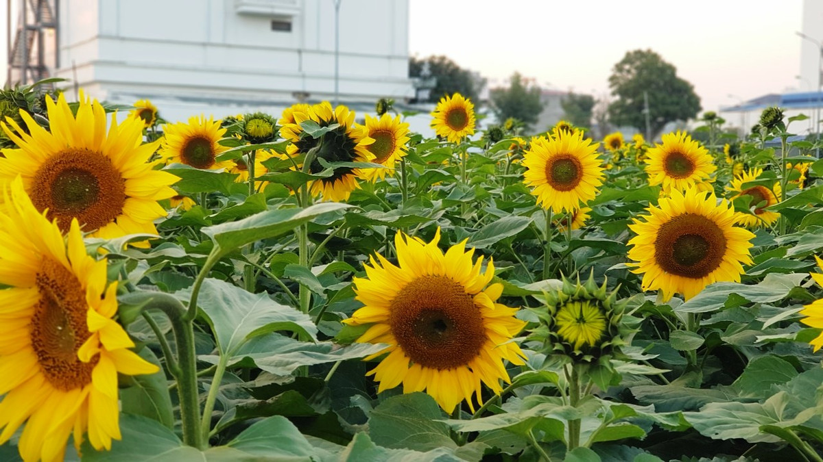 Cận cảnh những bông hoa hướng dương đang khoe sắc.