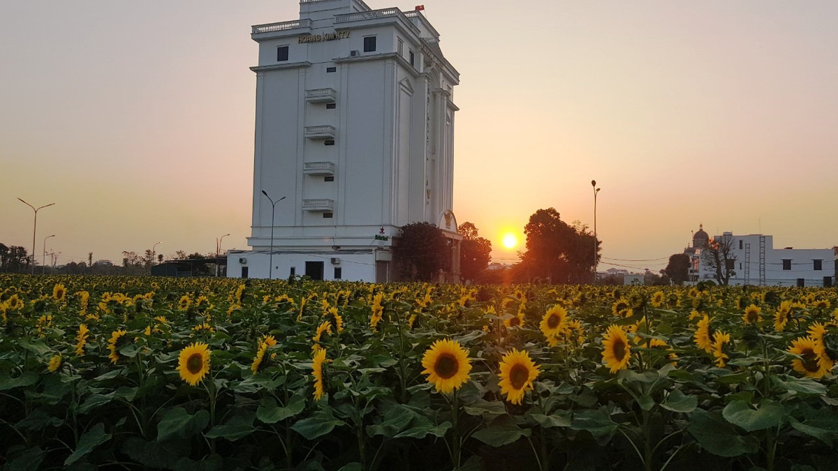 Hoa hướng dương nở vàng khoe sắc với ánh mặt trời.