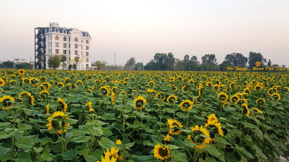 Những ngày đầu xuân Quý Mão 2023, vườn hoa hướng dương rộng khoảng 1ha ở Khu đô thị phía tây, phân khu Trường Thịnh, ven đường Trường Chinh, phường Tân Bình, TP Hải Dương nở rộ, vàng rực khoe sắc.