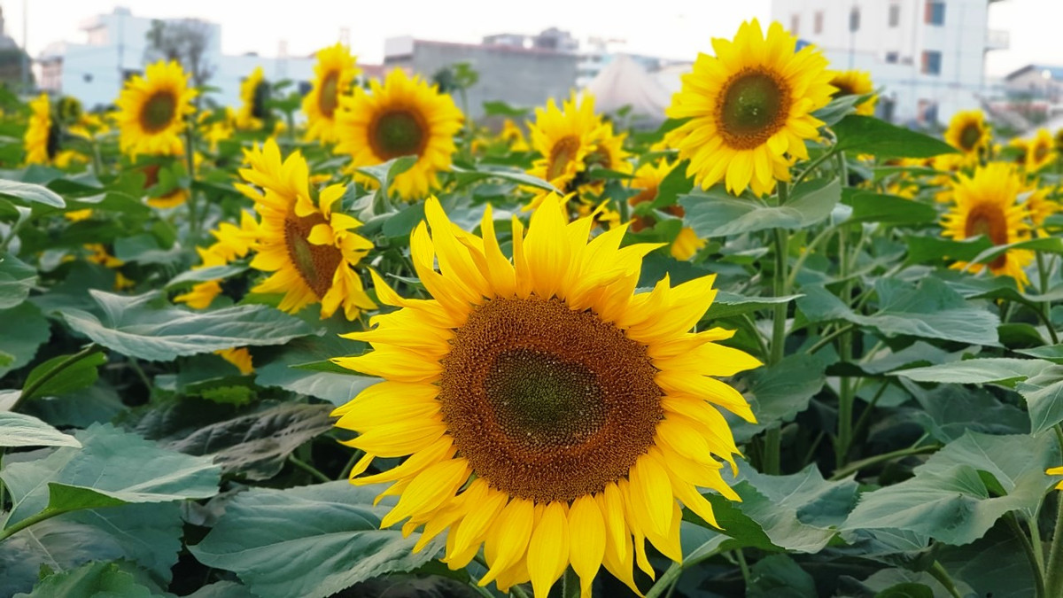 Hàng vạn bông hoa hướng dương đang khoe sắc.