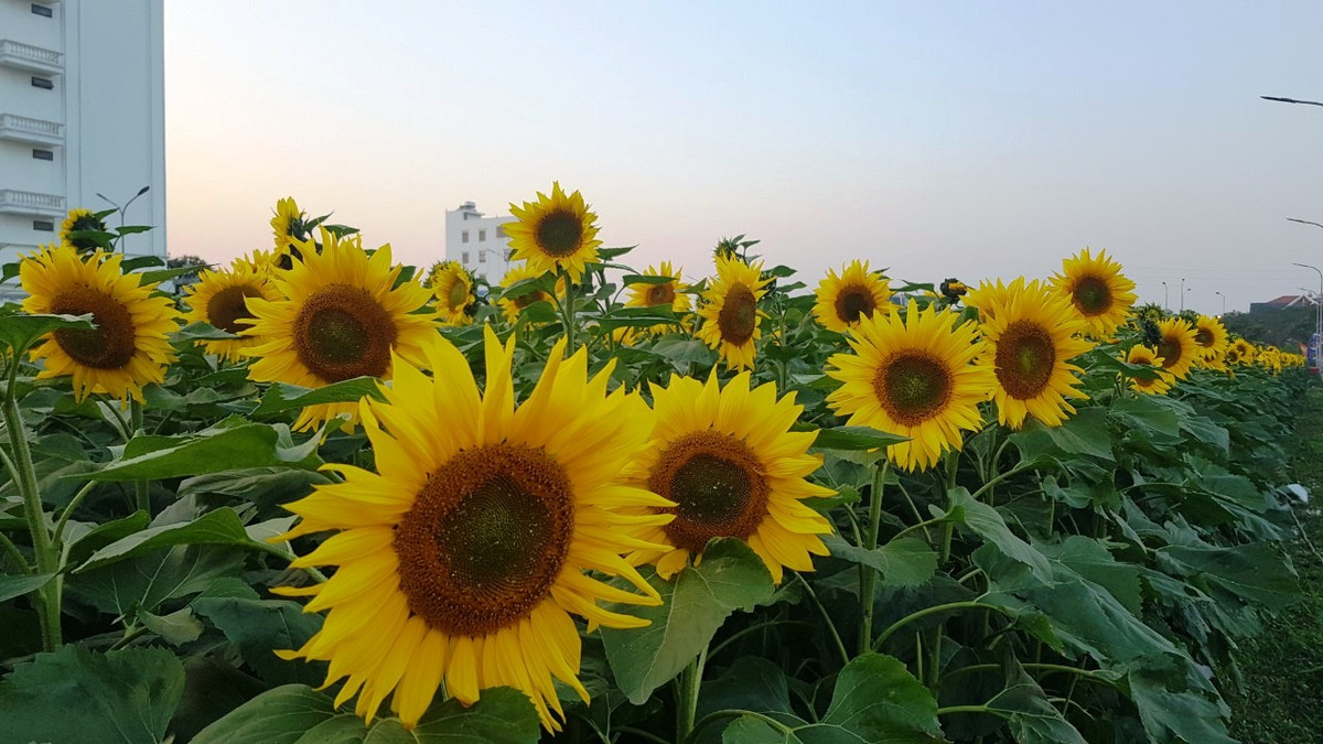Giống hoa hướng dương được đưa vào trồng thử nghiệm đợt này là Sakata có nguồn gốc từ Nhật Bản - là giống hoa dễ chăm sóc, có sức sống mạnh.