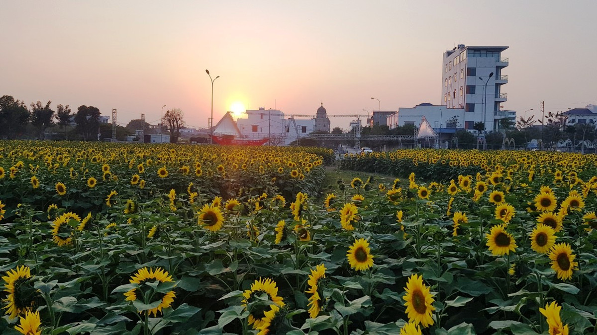 Vườn hoa hướng dương được bố trí những con đường nhỏ để du khách có thể ngắm hoa, chụp ảnh.