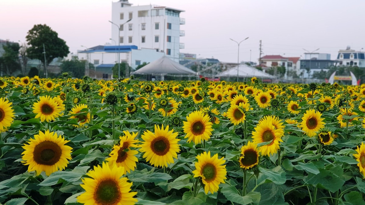 Hoa hướng dương bung nở khoe sắc.
