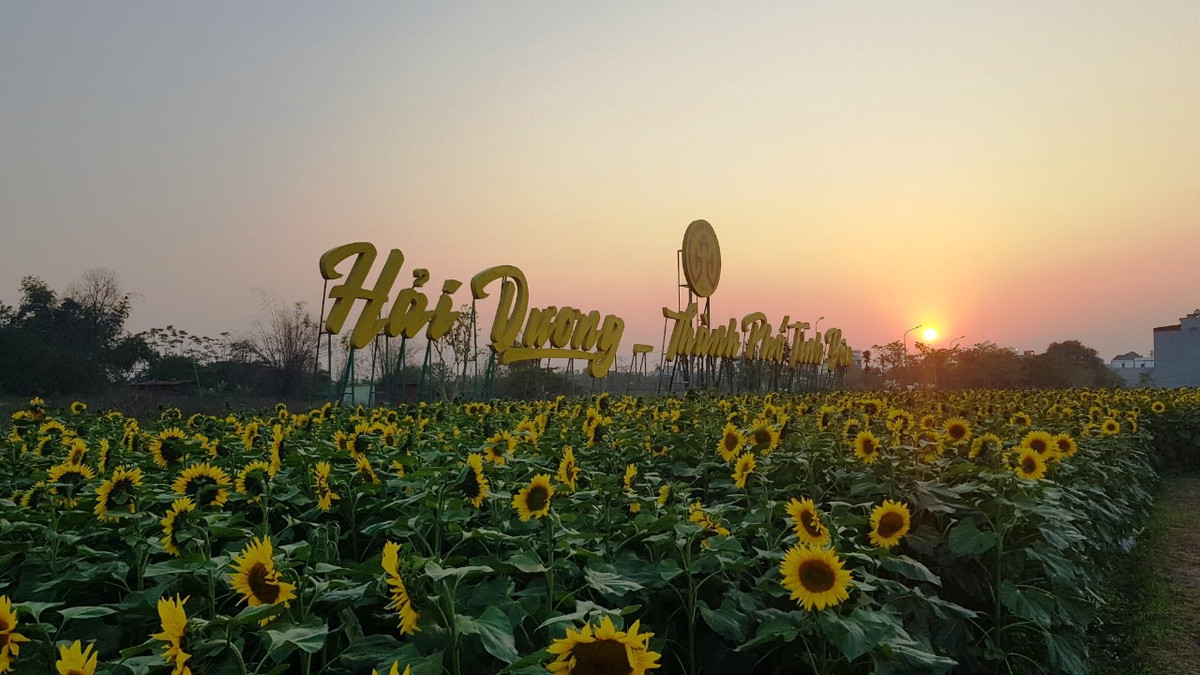 Hoa hướng dương được trồng trên diện tích đất đã được quy hoạch làm vườn hoa tạo điểm nhấn cảnh quan cho Thành phố Hải Dương.