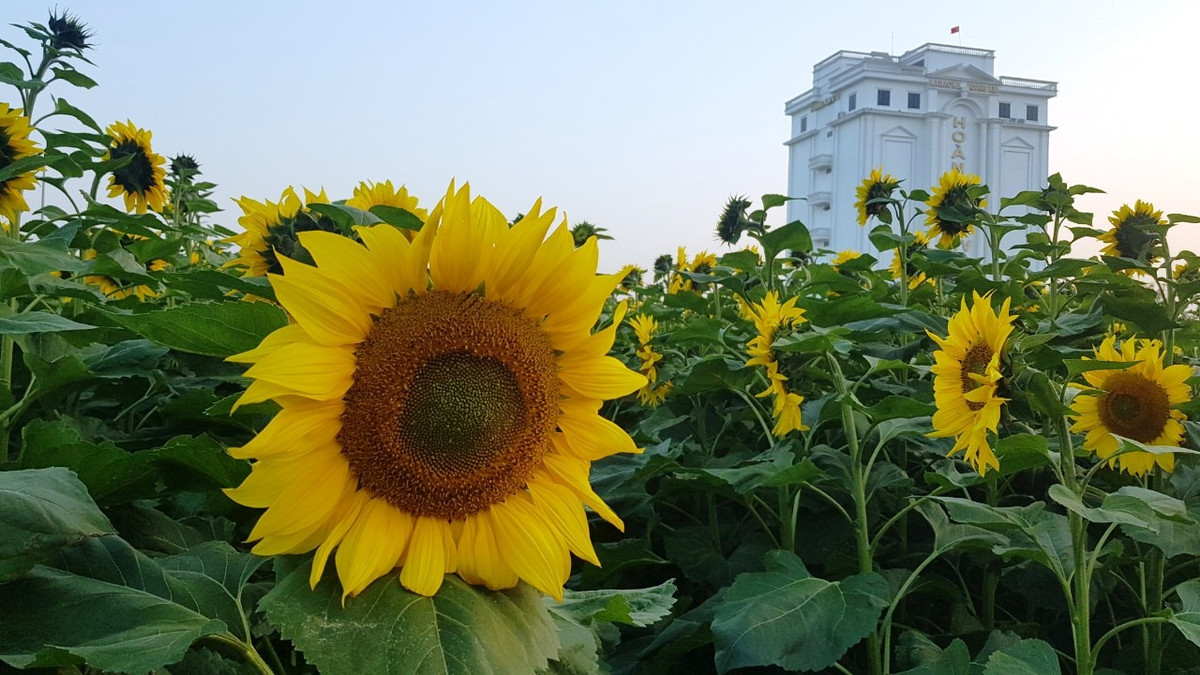 Năm nay thời tiết thuận lợi nên hoa nở rất đẹp.