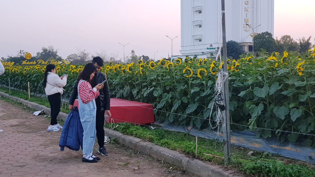 Vườn hoa hướng dương đã thu hút nhiều người dân, đặc biệt là các bạn trẻ tỏ rất thích thú khi đến với địa điểm này. 
