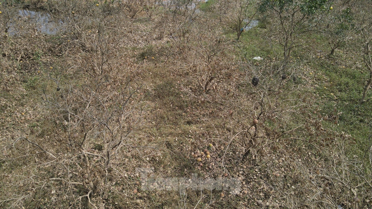 Sau lu, vuon buoi “tien vua” cua nguoi dan bi thiet hai-Hinh-16