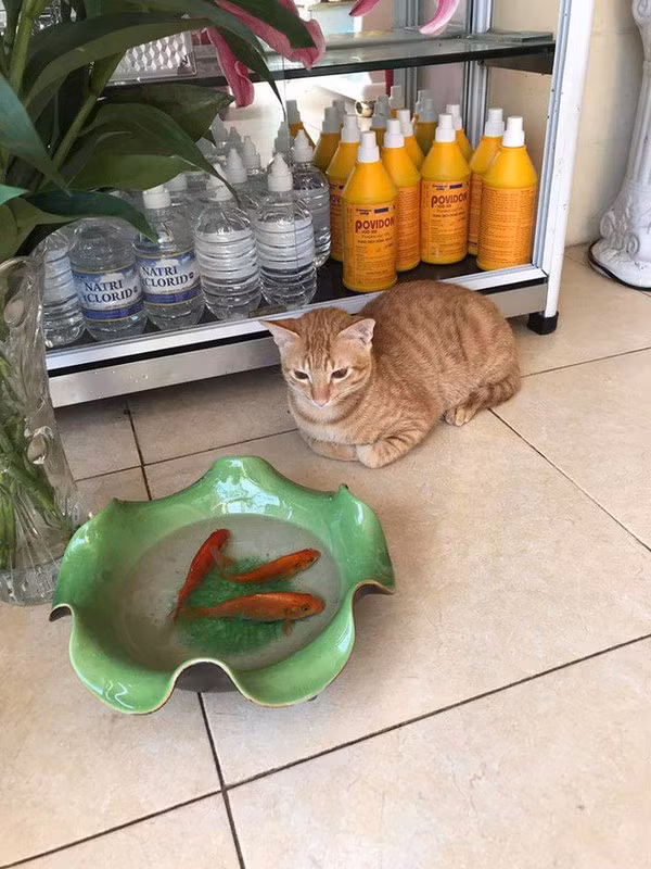 Vẫn là "hoàng thượng" và ba bữa vitaminSea.