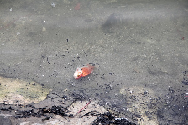 Còn chưa kịp chở ông Táo về trời, "xế" đã ngửa bụng.