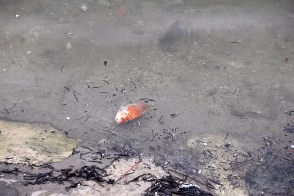 Còn chưa kịp chở ông Táo về trời, "xế" đã ngửa bụng.