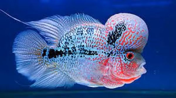 Cá La Hán có tên khoa hoc là Flower Horn, được ưa chuộng tại Việt Nam nhiều năm nay. Chiếc đầu cá La Hán trông như ông thọ, đây cũng là tiêu chí để đánh giá giá trị của một con cá La Hán. Theo đó, cái đầu càng gù càng có giá trị.