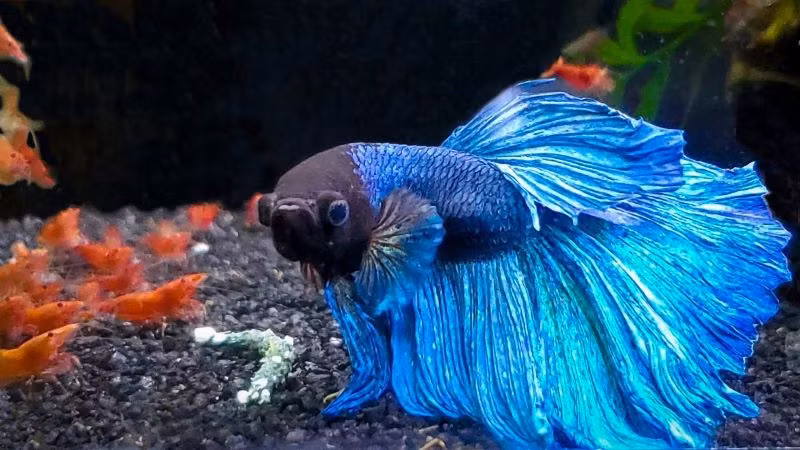 Ở Việt Nam, một con cá Betta đẹp có giá từ vài triệu đến 50 triệu đồng.