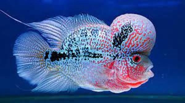 Cá La Hán có tên khoa hoc là Flower Horn, được ưa chuộng tại Việt Nam nhiều năm nay. Chiếc đầu cá La Hán trông như ông thọ, đây cũng là tiêu chí để đánh giá giá trị của một con cá La Hán. Theo đó, cái đầu càng gù càng có giá trị.