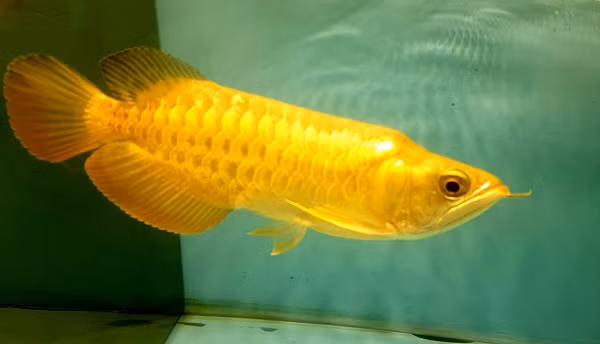 Cá rồng nước ngọt vảy vàng được du nhập vào Việt Nam từ các nước Indonesia, Malaysia, Singapore … Cá được nuôi làm cảnh với ý nghĩa mang lại may mắn cho gia chủ.