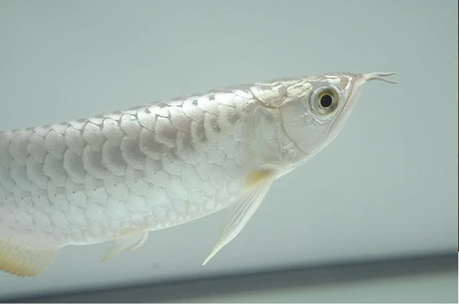 Cá rồng có thể phát triển với chiều dài lên đến 90cm và sống tới 50 năm. Tùy từng kích thước, tuổi đời và "độ tinh khiết" của màu trắng cơ thể mà giá của cá rồng Platinum dao động từ 10.000 - 80.000 USD/ con (khoảng 200 triệu đồng đến 1,7 tỷ đồng). 