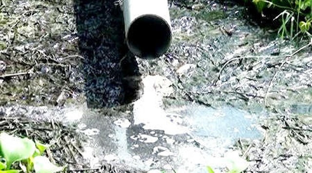 Quang Ngai: Chu trang trai chan nuoi lon bi phat 188,5 trieu