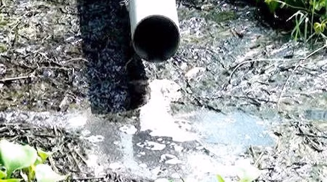 Quang Ngai: Chu trang trai chan nuoi lon bi phat 188,5 trieu