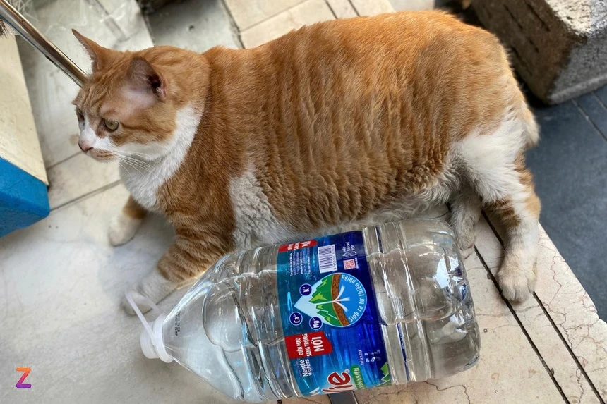 Chip không chỉ gây chú ý bởi thân hình “ngoại cỡ”, mà còn bởi những khoảnh khắc… nằm gọn trong khay nhựa, ngồi như tượng trên bàn tính tiền hay uể oải quan sát khách ra vào. (Ảnh: Znews)