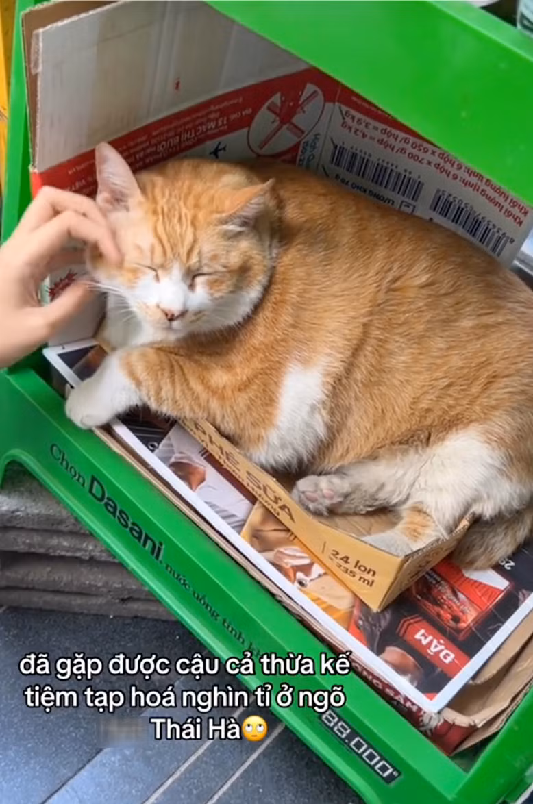 Thậm chí, tiếng tăm của Chíp còn lan sang cả cộng đồng mạng nước bạn. Ở nhiều video về "cậu cả tiệm tạp hóa" trên TikTok, không ít cư dân mạng Thái Lan để lại bình luận, khen chú mèo đáng yêu. (Ảnh: Tiktok)