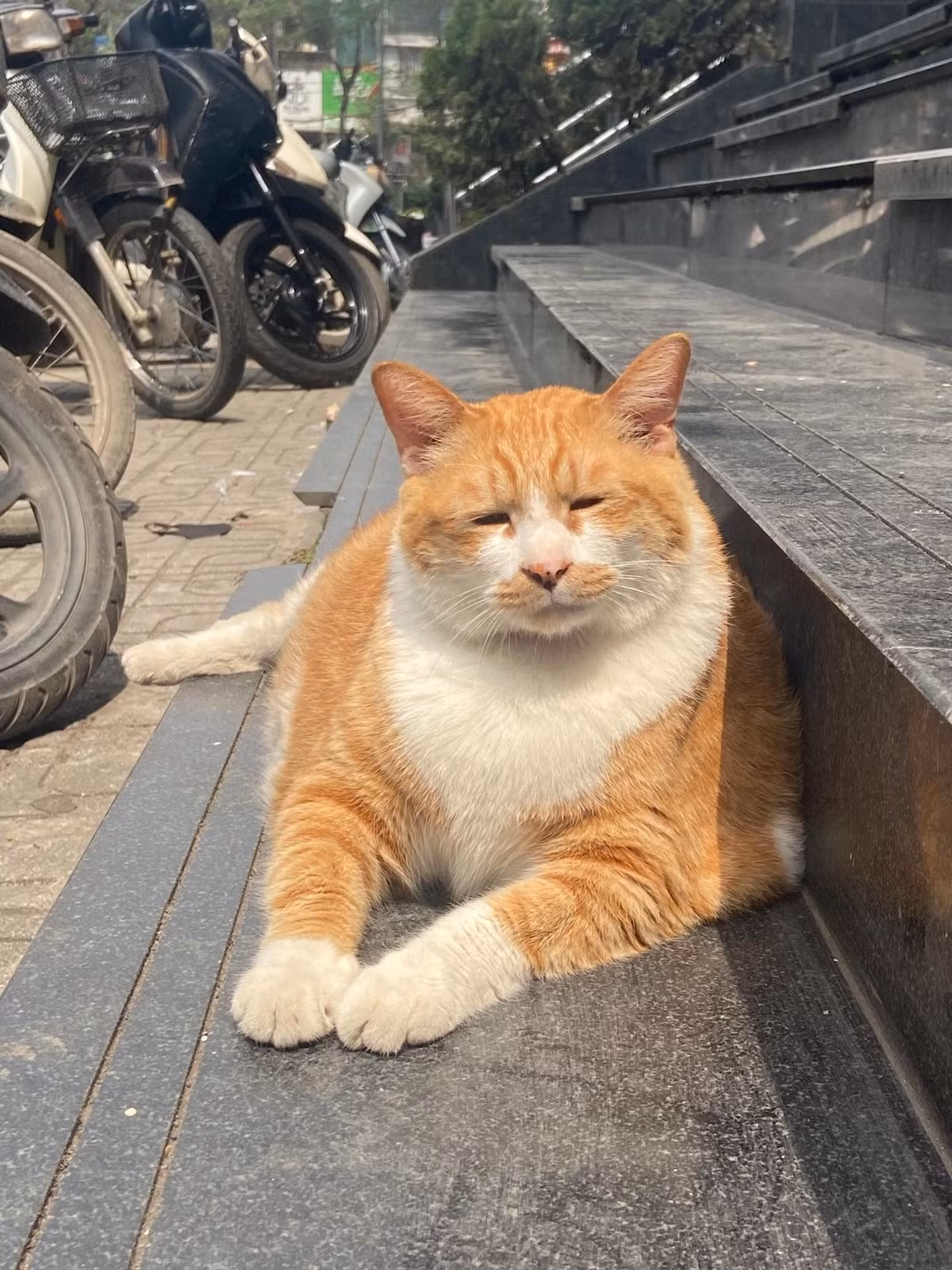 Hình ảnh Chip nằm lười trên quầy hay uể oải nhìn khách ra vào đã trở thành “nội dung gây nghiện” đối với cộng đồng mạng. (Ảnh: Tiktok)