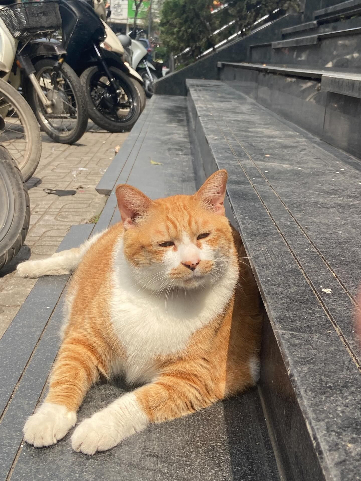 Hiện tại, “cậu cả” đang là tâm điểm yêu thích của giới trẻ Hà Nội. Rất nhiều người chia sẻ hình ảnh check-in cùng chú trên mạng xã hội với caption hài hước như: "Xin vía giàu sang, mập mạp, vô lo như cậu cả". (Ảnh: Tiktok)