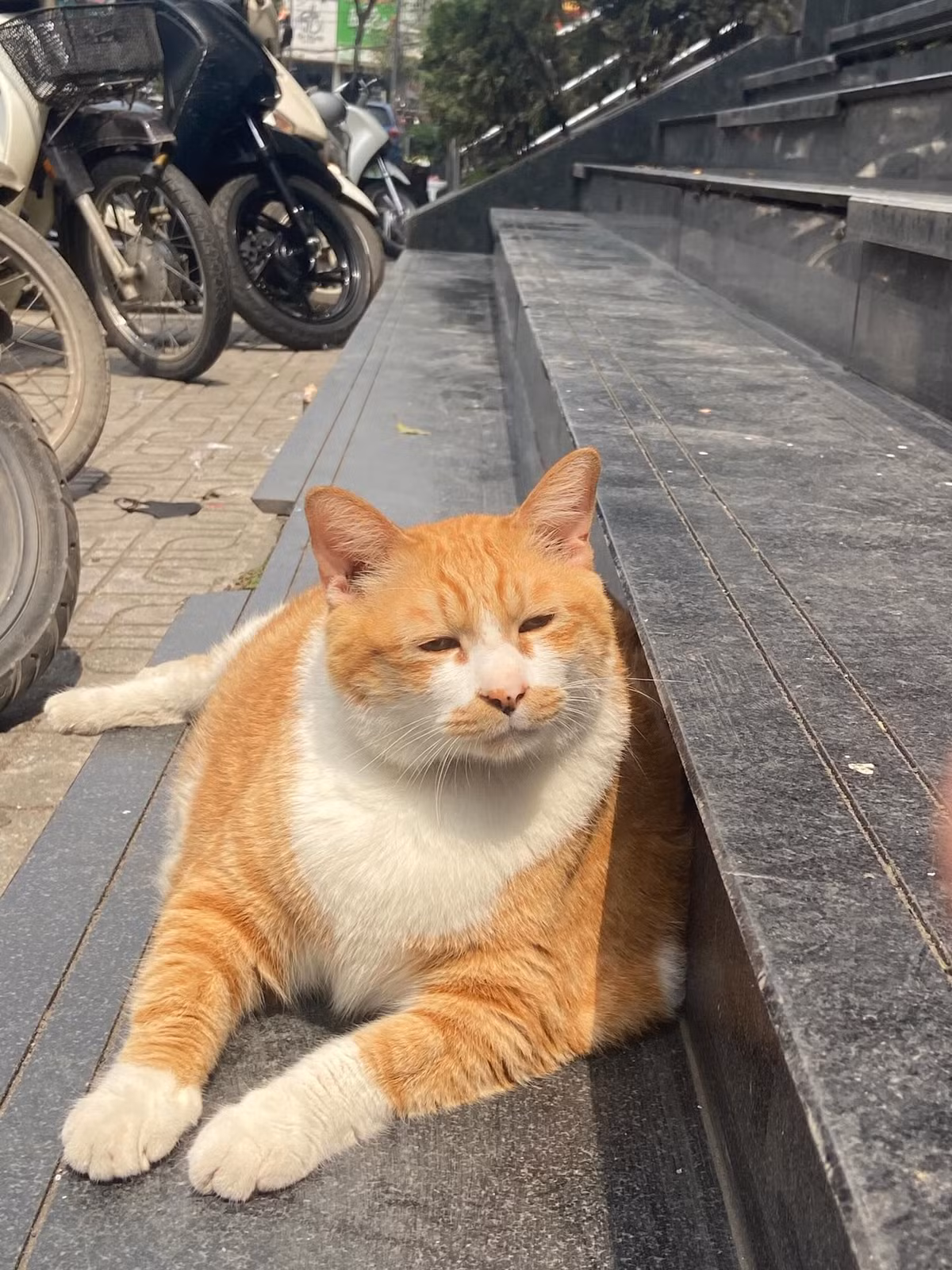 Hiện tại, “cậu cả” đang là tâm điểm yêu thích của giới trẻ Hà Nội. Rất nhiều người chia sẻ hình ảnh check-in cùng chú trên mạng xã hội với caption hài hước như: "Xin vía giàu sang, mập mạp, vô lo như cậu cả". (Ảnh: Tiktok)