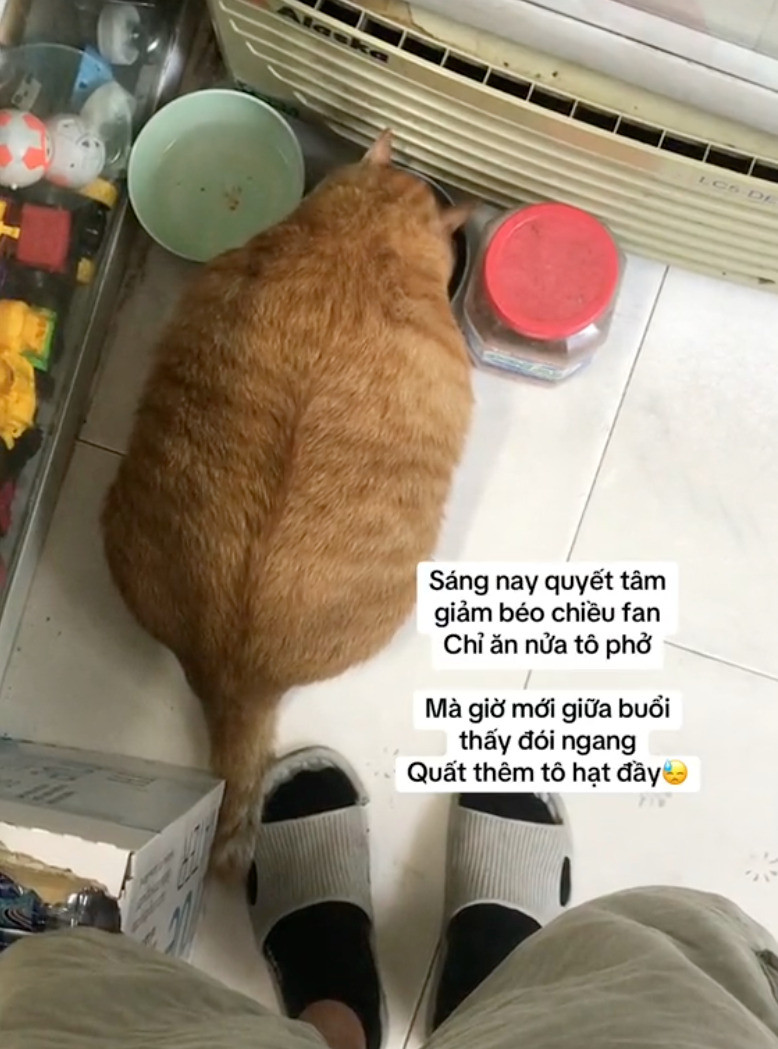 “Cậu cả” được ăn uống đầy đủ, thỉnh thoảng còn được “lên sóng” trên TikTok để tương tác với người hâm mộ. (Ảnh: Tiktok)