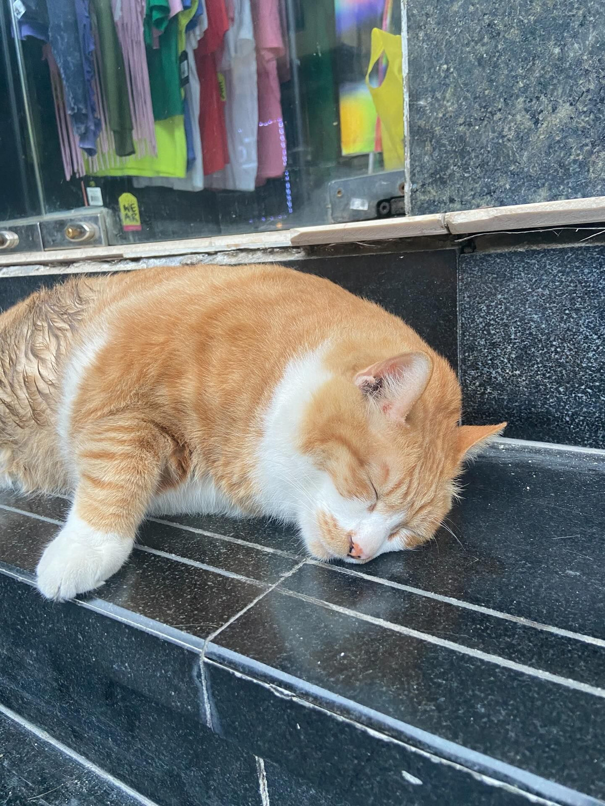 Cũng vì dễ thương, Chíp từng bị bắt trộm vào 3 năm trước, khi đang ngồi trước nhà. (Ảnh: Tiktok)