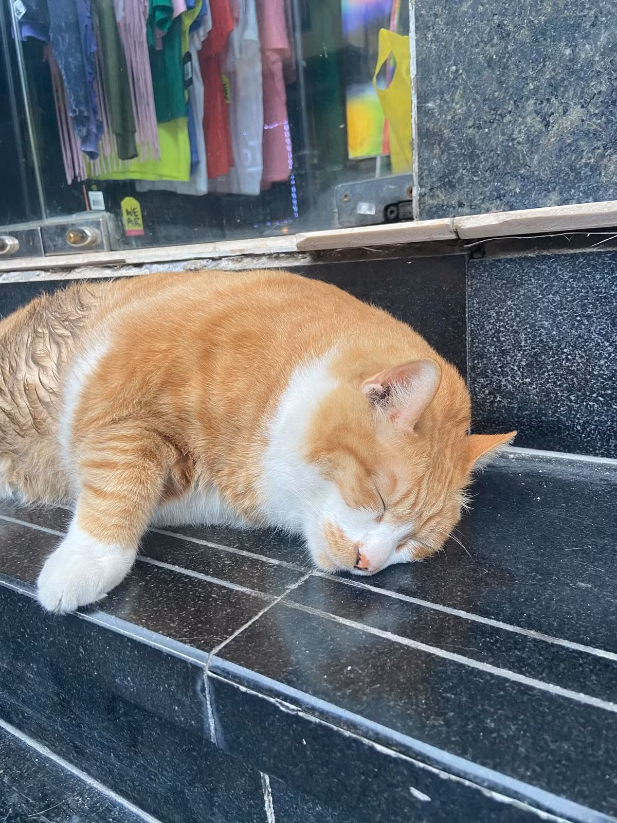 Cũng vì dễ thương, Chíp từng bị bắt trộm vào 3 năm trước, khi đang ngồi trước nhà. (Ảnh: Tiktok)