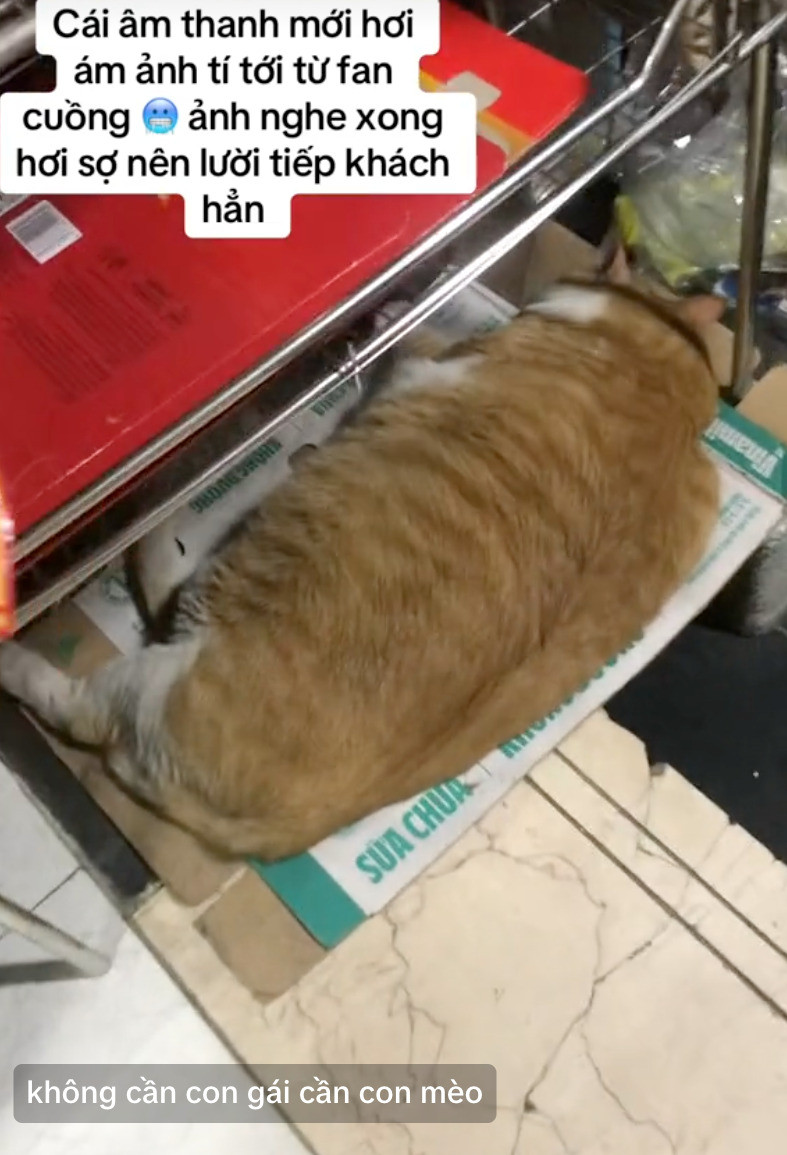 Dù không diễn trò hay nhảy nhót như nhiều thú cưng nổi tiếng khác, Chip vẫn “đốn tim” mọi người nhờ vẻ ngoài mũm mĩm, điềm tĩnh và đôi mắt “bất mãn nhưng dễ thương”. (Ảnh: Tiktok)