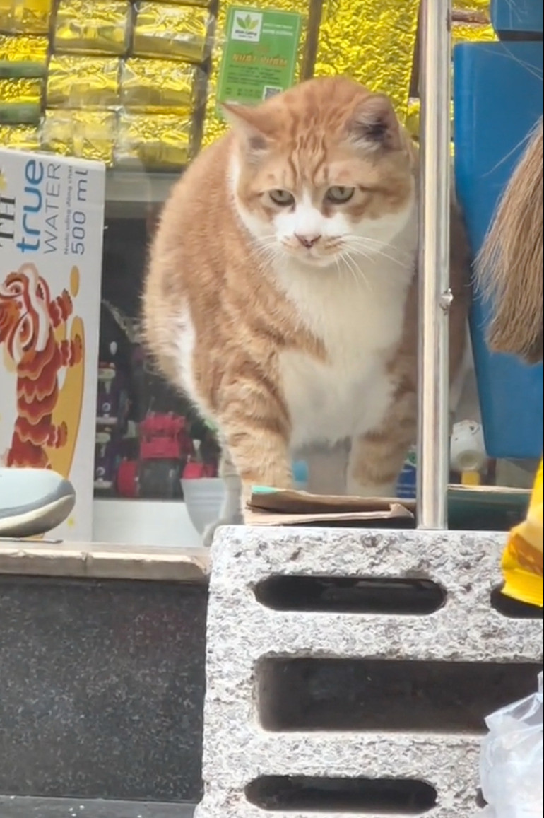 Chủ nhân của Chip chia sẻ, cậu đã ở đây từ nhỏ và được mọi người trong khu thương yêu, chăm sóc chu đáo. Dù nặng tới 12kg nhưng Chip vẫn hoạt bát, khoẻ mạnh và cực kỳ tình cảm. (Ảnh: Tiktok)