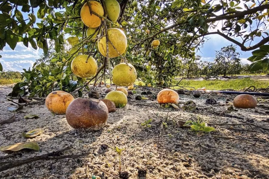 Các loài cây trong chi này là cây bụi lớn hay cây thân gỗ nhỏ, cao 5 - 15m tùy loài, với thân cây có gai và các lá thường xanh mọc so le có mép nhẵn.