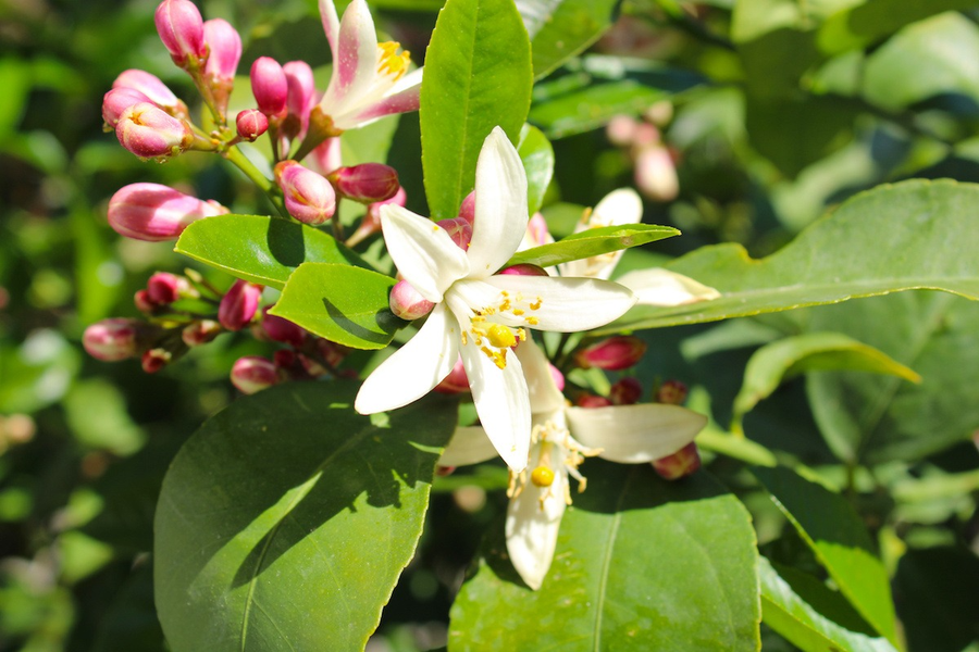 Hoa mọc của chúng đơn hay thành chùm hoa nhỏ, cánh hoa màu trắng và rất nhiều nhị hoa. Hoa thường có mùi thơm rất nồng nàn.