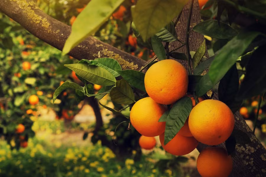 Trong tự nhiên, các loài cây này nở hoa vào mùa xuân và ra quả chỉ một thời gian ngắn sau đó. Quả bắt đầu chín vào mùa thu hay đầu mùa đông.