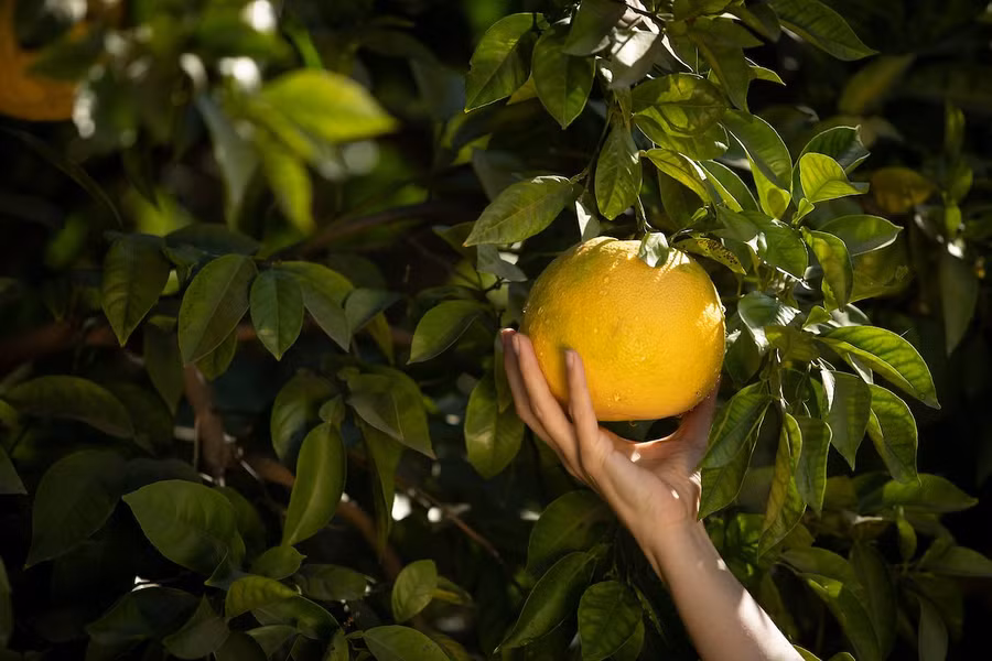 Các loại cây trong chi này ưa các điều kiện môi trường nhiều nắng, ẩm ướt với đất tốt và lượng mưa hay lượng nước tưới đủ lớn. Mặc dù có tán lá rộng, nhưng chúng là cây thường xanh và không rụng lá theo mùa