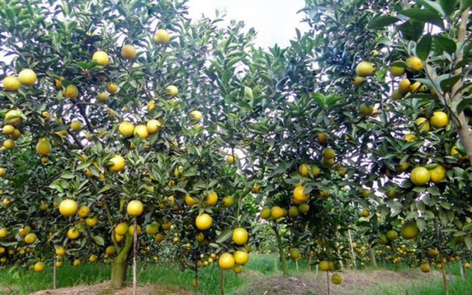 Các khu vực chính trồng các loại cây cam, chanh ở mức độ thương mại là miền Nam Trung Quốc, Đông Nam Á, khu vực ven Địa Trung Hải, Nam Phi, Australia, miền nam Mỹ và một phần Nam Mỹ.