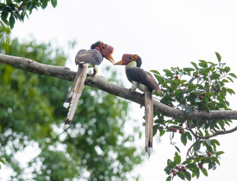 Trong văn hóa của người Đông Nam Á hàng nghìn năm qua, loài chim Tê điểu có ý nghĩa vô cùng lớn. Chúng là linh vật thiêng liêng của người Kalimantan và người Dayak trên đảo Borneo.