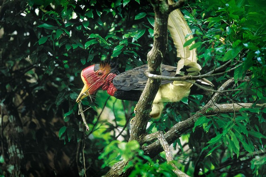 Loài chim này có sải cánh lên tới 2m, bộ lông hai màu trắng đen và mảng da trần lớn xung quanh cổ họng. Chúng nổi tiếng với tính cảnh giác và khả năng lẩn trốn. Đây là loài chim vốn nổi tiếng với lối sống bí mật, nhút nhát.