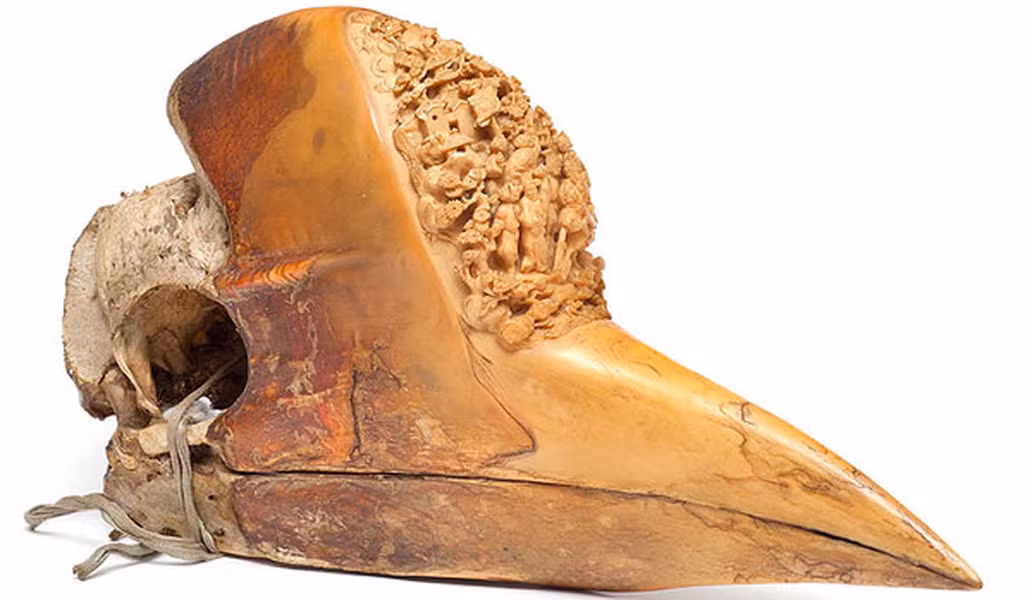 Mỗi năm, hàng nghìn con chim mỏ sừng bị giết để lấy sừng. Các nhà nghiên cứu chim mỏ sừng, ước tính khoảng hơn 6.000 con chim bị giết hàng năm ở Đông Á.