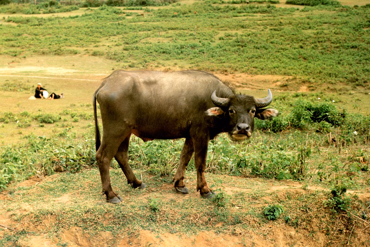 Chú trâu giương mắt nhìn vào ống kính máy ảnh. Ảnh: Arty611.smugmug.com.