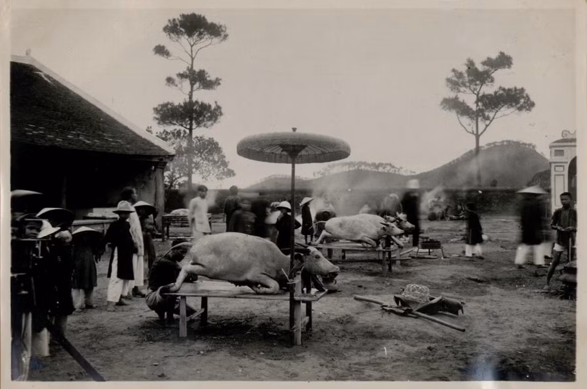 Trâu được mổ để thiết đãi những người tham gia lễ tế ở khu vực Trai Cung. Ảnh: Tang-Vinh Photo.