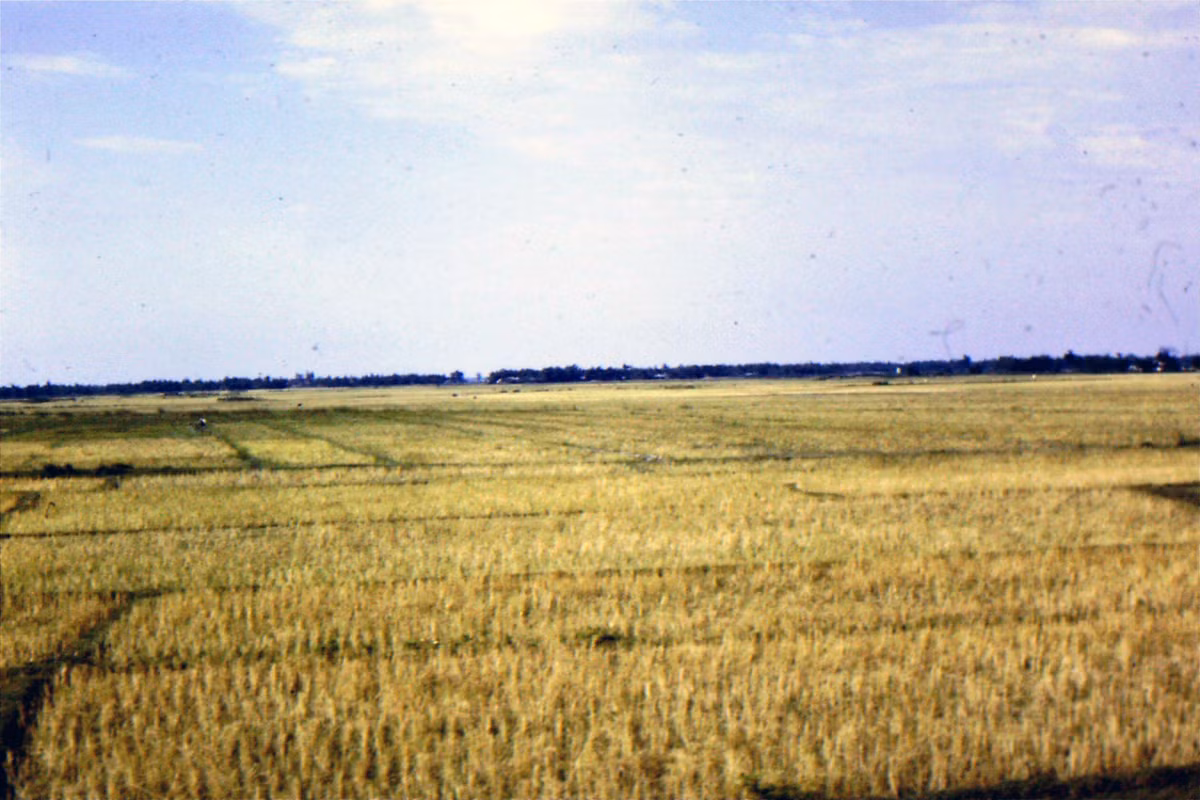 Cánh đồng lúa trong mùa gặt. Ảnh: Jack McCabe.