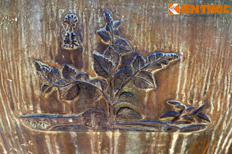 "Tử tô" là cây tía tô, loài cây bụi có lá màu tím, được dùng làm gia vị và dược liệu.