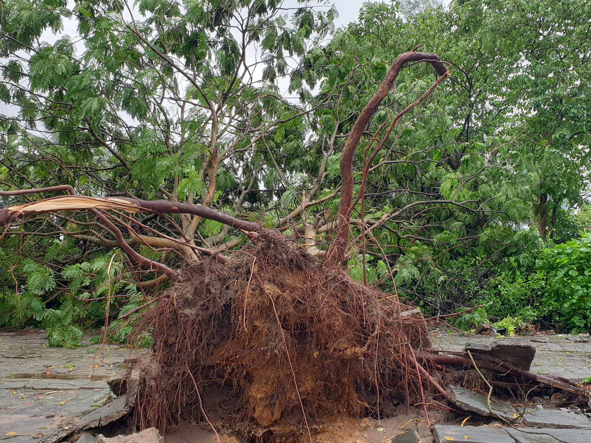 Một cây xanh bị bật gốc.