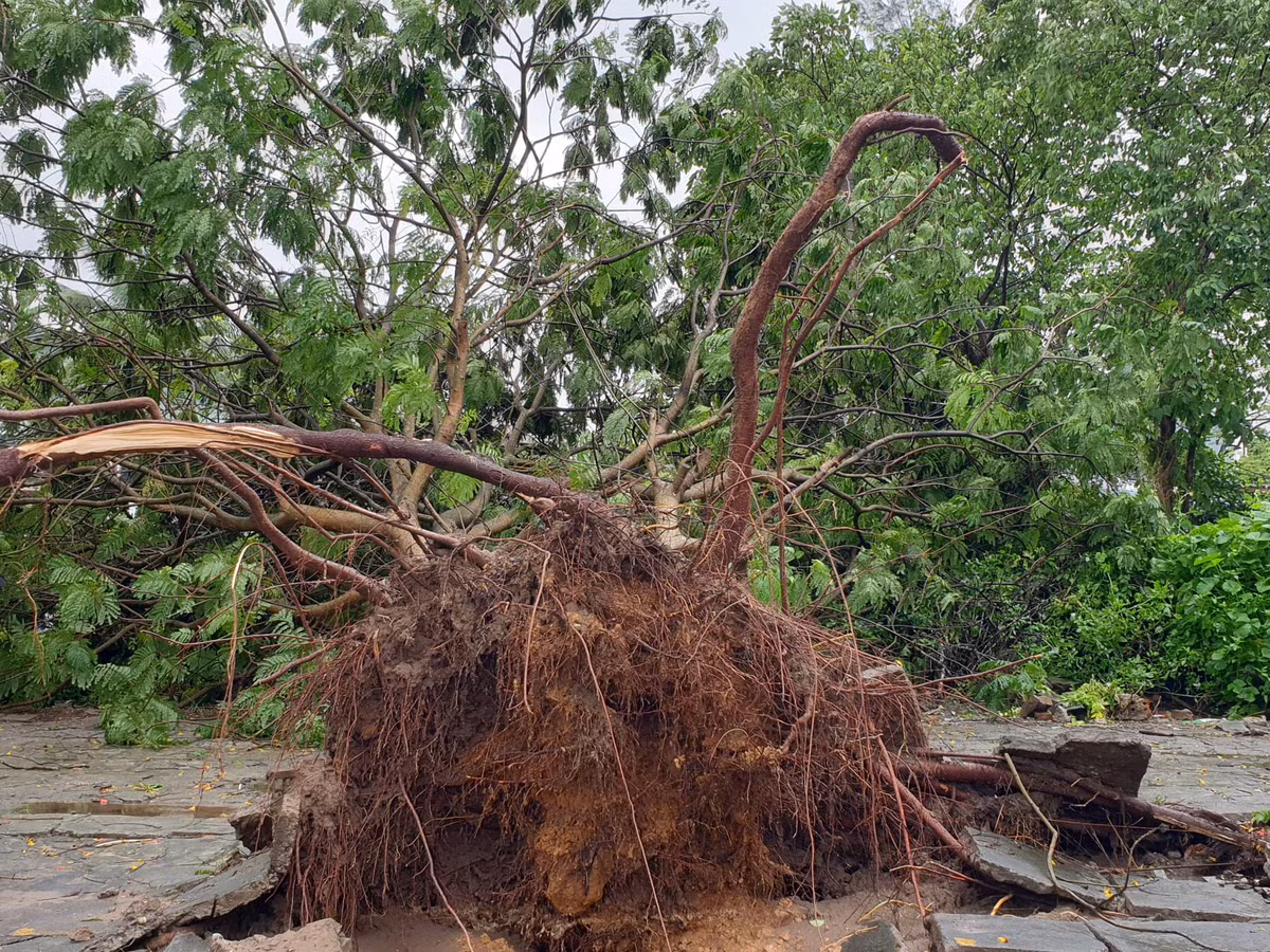 Một cây xanh bị bật gốc.